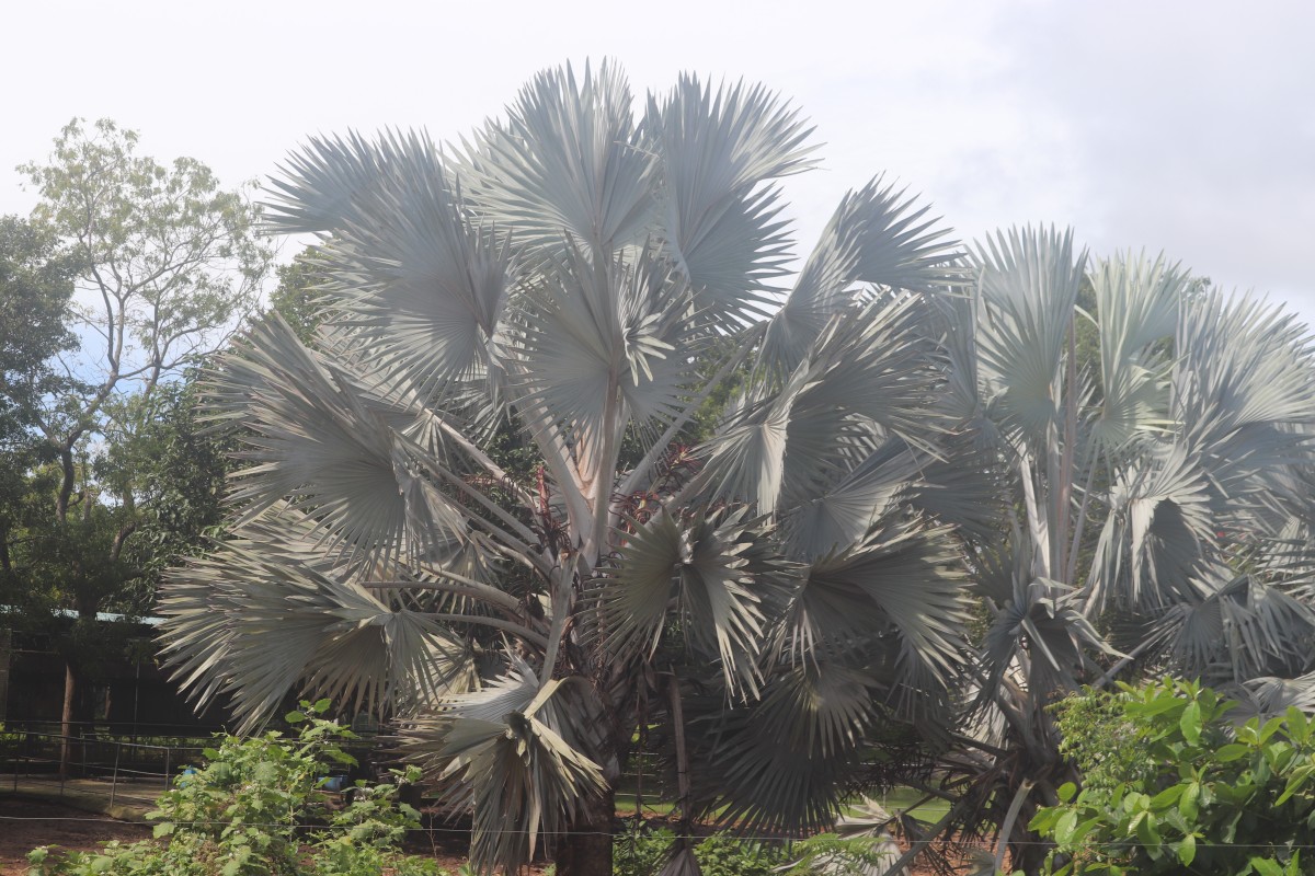 Bismarckia nobilis Hildebrandt & H.Wendl.